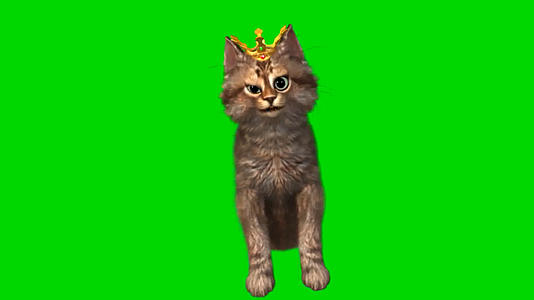 猫猫绿幕抠像猫唱歌猫说话动物视频的预览图