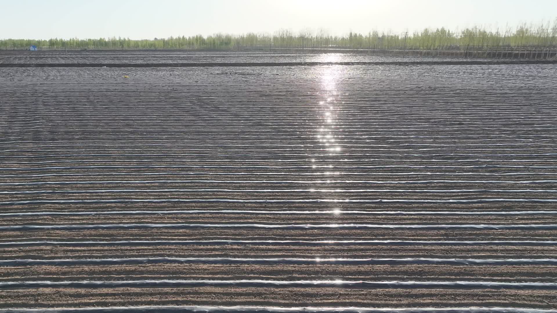 春季覆膜农田视频的预览图
