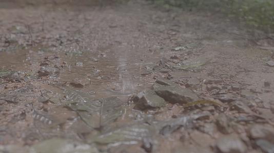C森林雨水滴落4k实拍视频视频的预览图