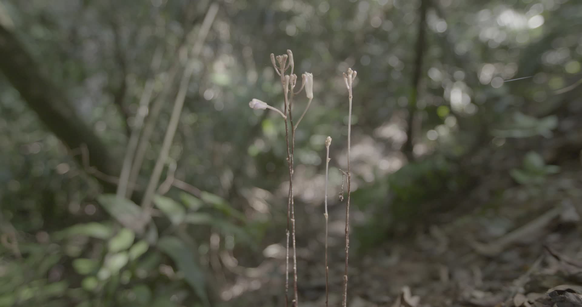 C丹霞山植被4k特写视频视频的预览图