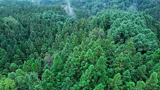 4k航拍大自然森林树木视频的预览图