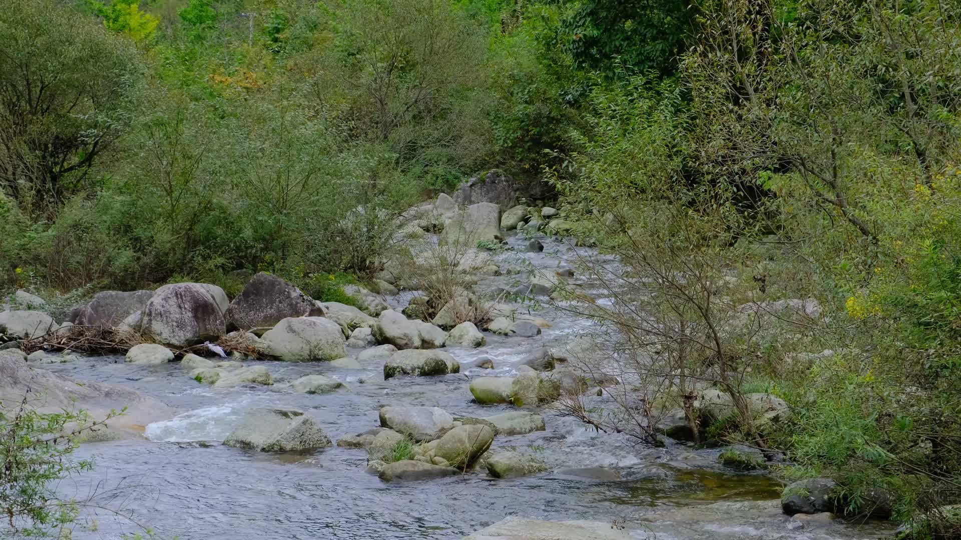 山中森林里清澈流淌的小溪视频的预览图