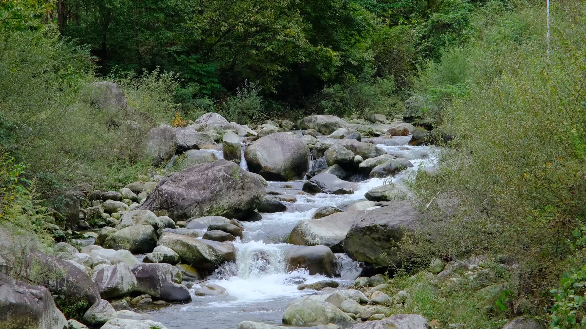 山中森林里清澈流淌的小溪视频的预览图