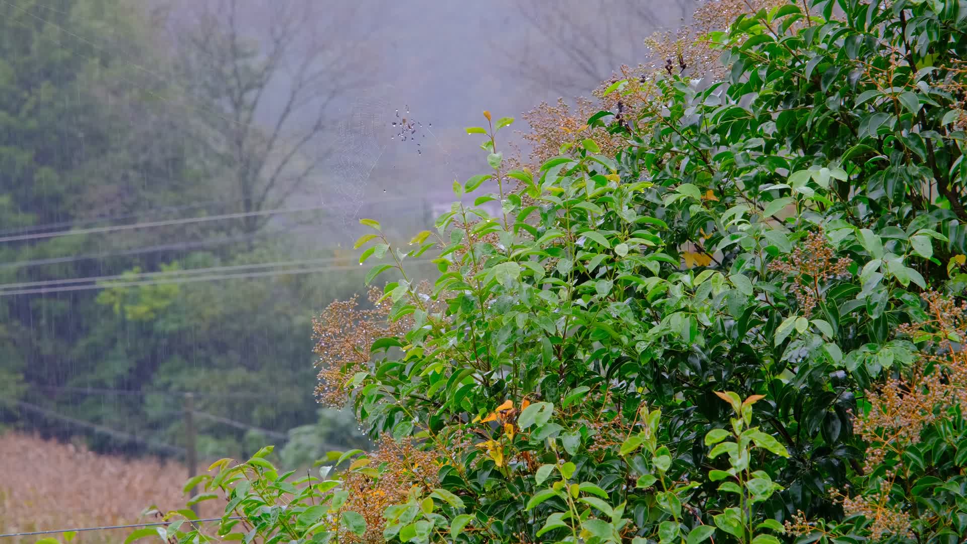 雨中滴水的树叶视频的预览图