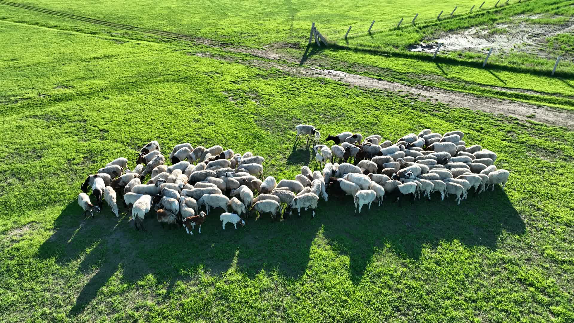 牧场羊群视频的预览图