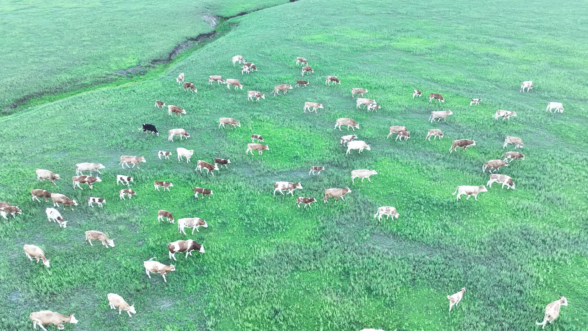 牧场牛群视频的预览图
