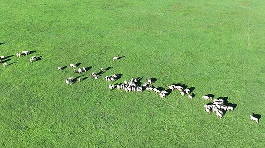 草原羊群视频的预览图