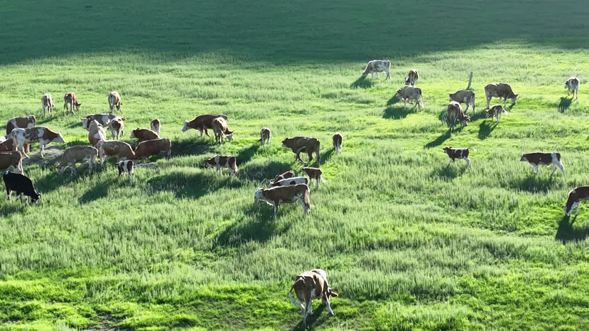 牧场牛群视频的预览图
