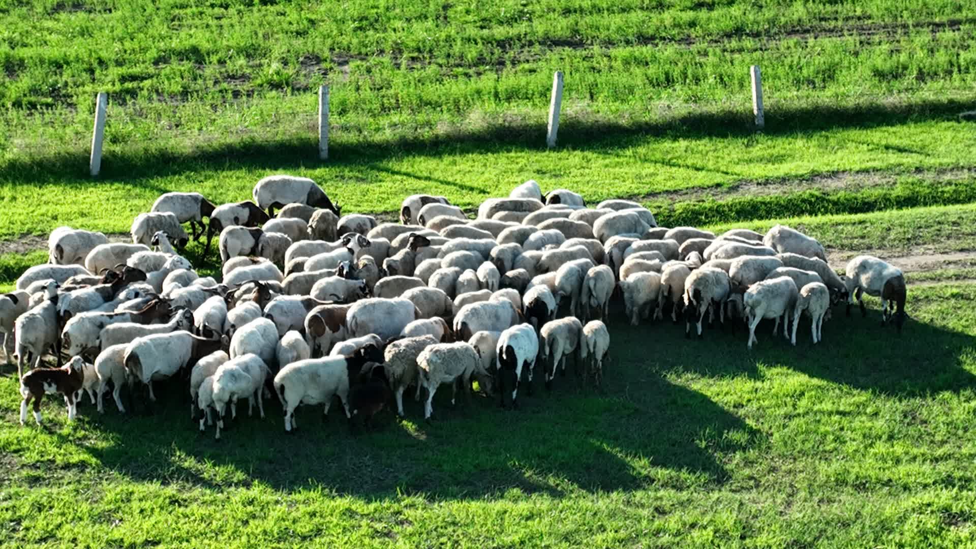 牧草羊群视频的预览图