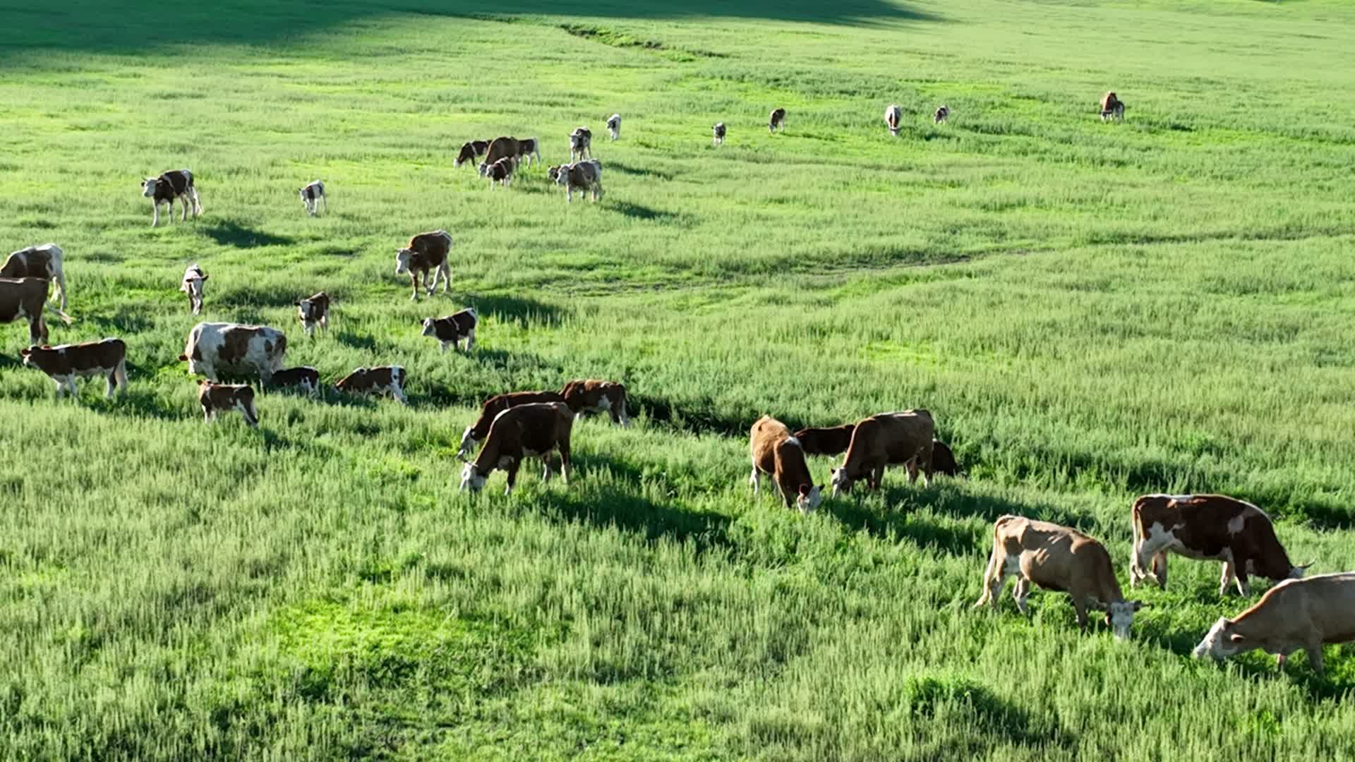 牧草牛群视频的预览图