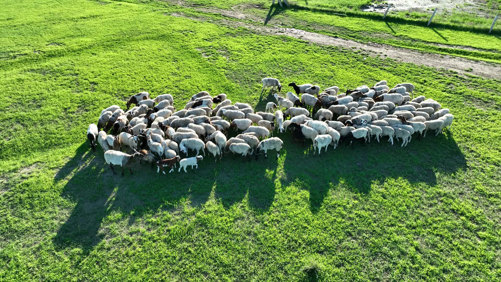 牧场羊群视频的预览图