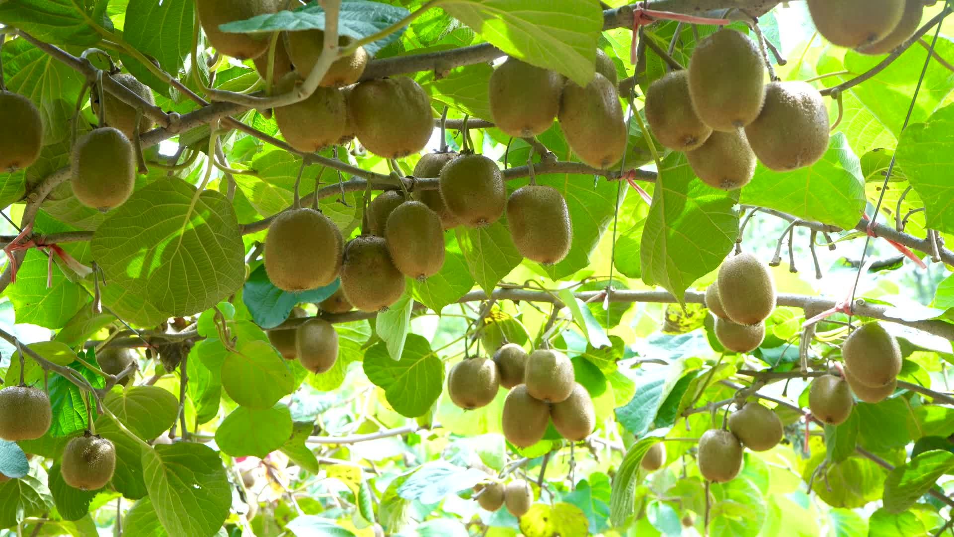 猕猴桃种植基视频的预览图