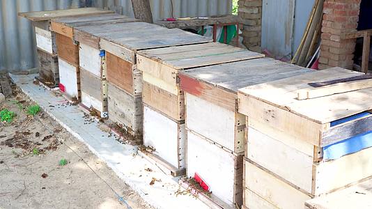 生态养殖蜂箱视频的预览图