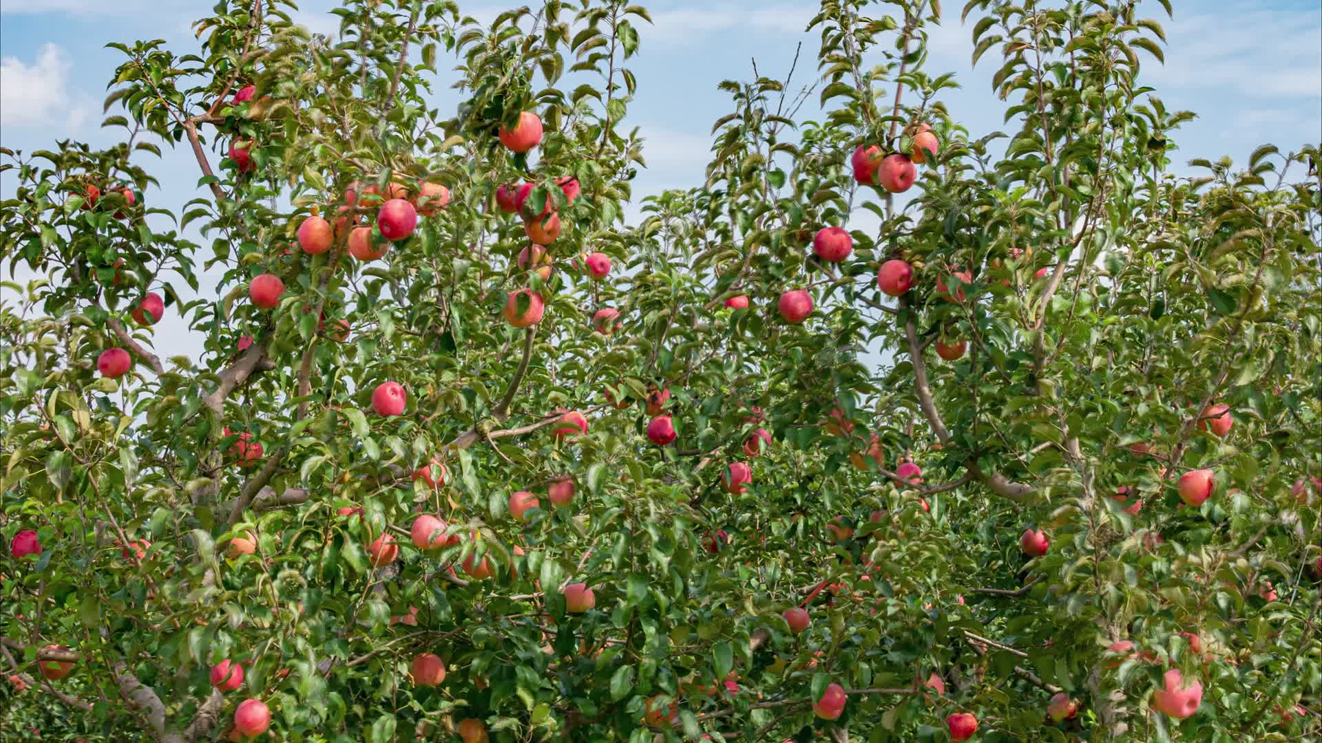 苹果园苹果树视频的预览图