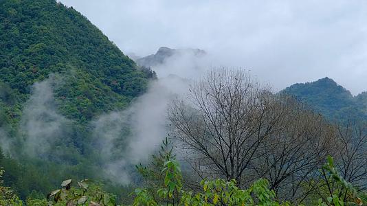 山中森林云雾缭绕的绝美自然风光视频的预览图