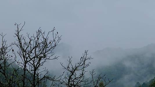 初秋雨中山脉云雾缭绕的绝美自然风光视频的预览图