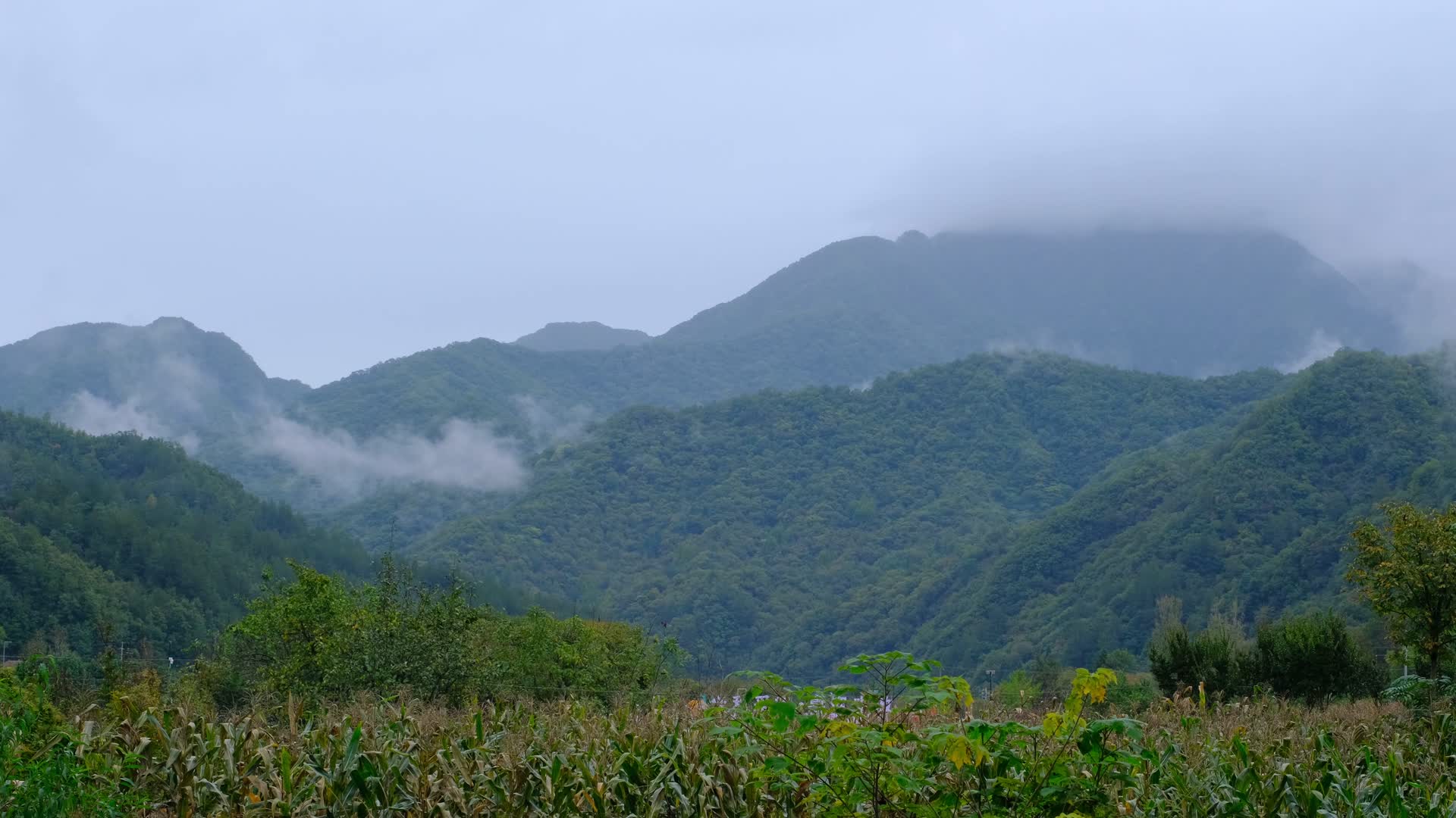 山中森林云雾缭绕的绝美自然风光视频的预览图