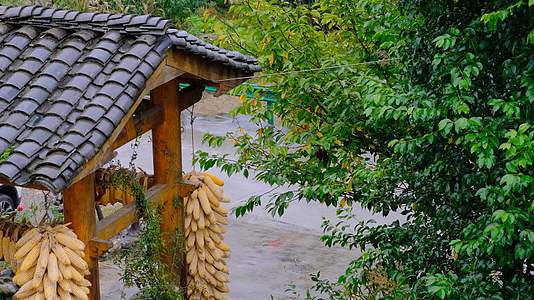 初秋山中农村雨中滴水的屋檐和树叶视频的预览图