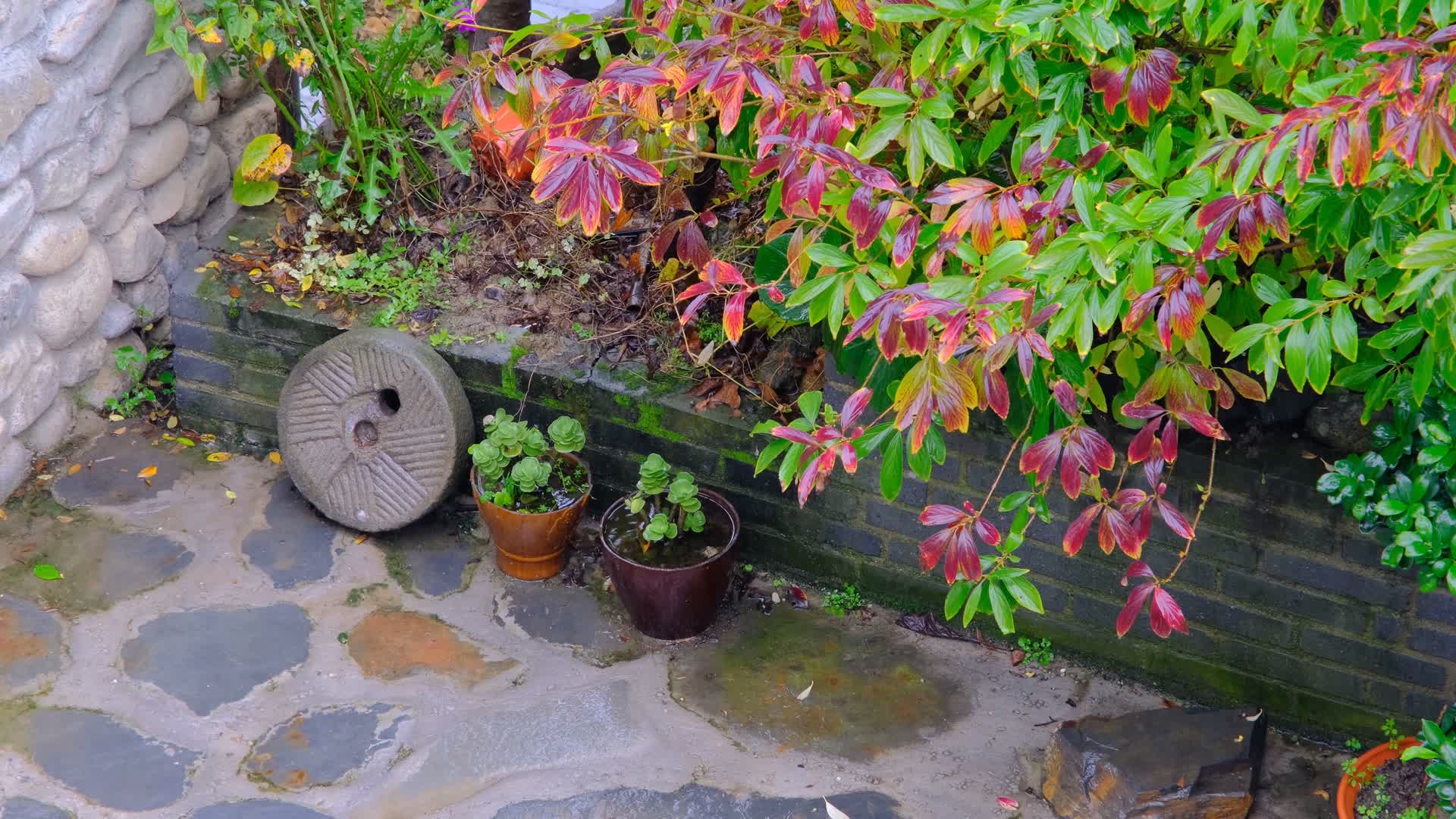 秋天雨中滴水的树叶视频的预览图
