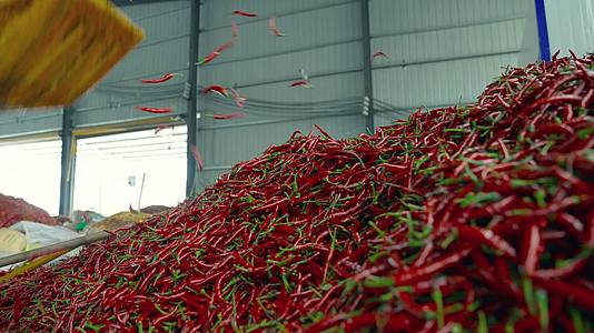 4K辣椒丰收种植采购生产加工基地视频的预览图