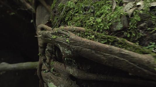 C丹霞山混元洞植被高清实拍视频视频的预览图
