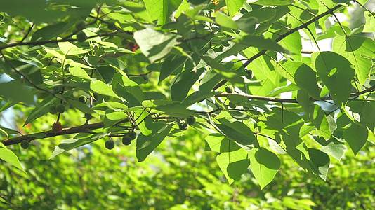C安徽黄山番荔枝树高清实拍视频的预览图