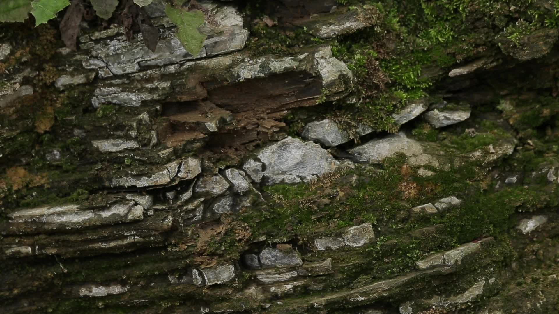 C湖南花垣苗疆奇虫森林壁石视频的预览图