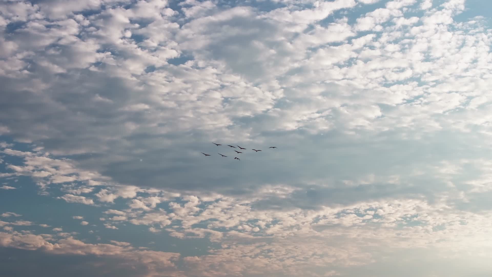 白鹭飞鸟迁徙大雁南飞升格视频的预览图