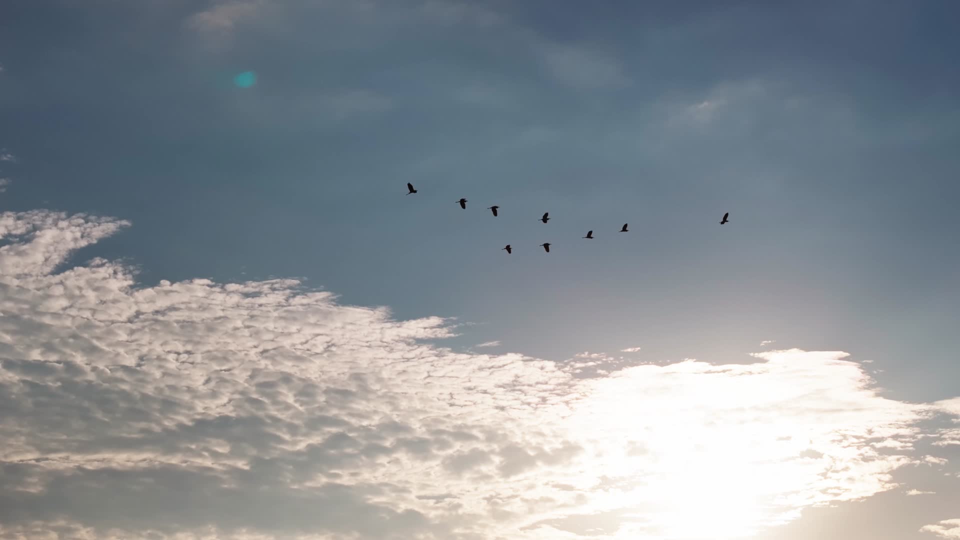 迁徙的鸟视频的预览图