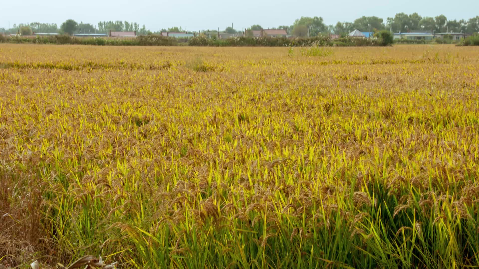 水稻田和农庄视频的预览图