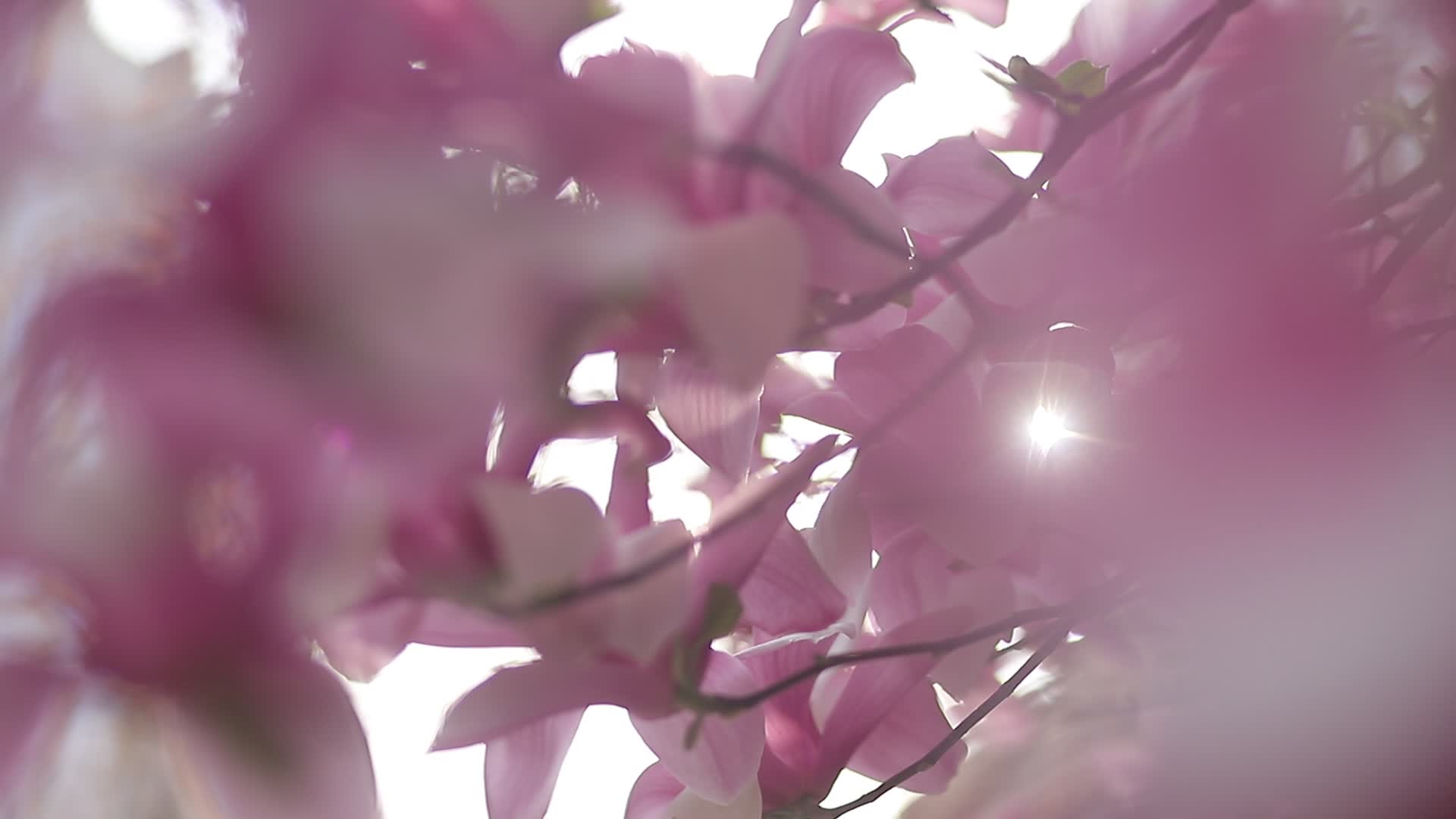 实拍海棠花视频的预览图