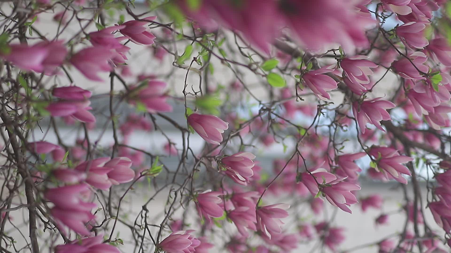 实拍海棠花视频的预览图