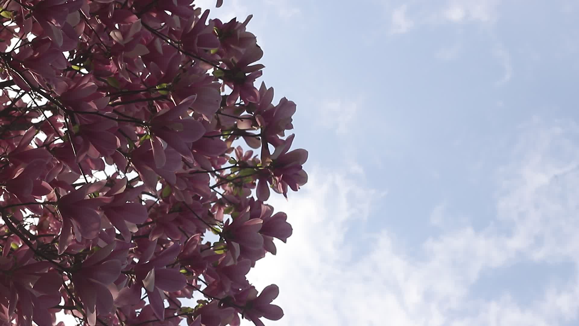 海棠花视频的预览图