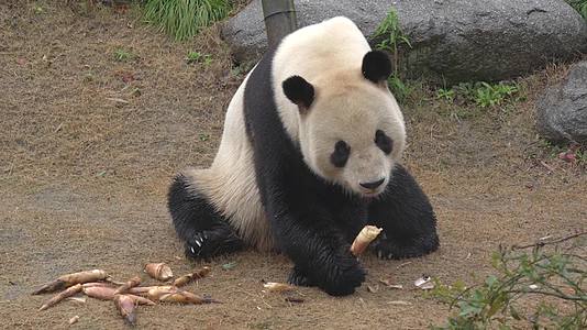 583熊猫可爱生活视频的预览图