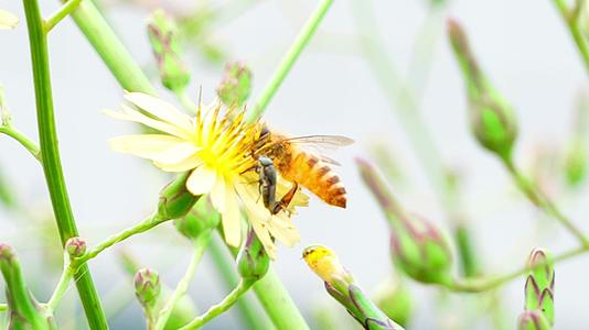 蜜蜂采蜜昆虫授粉花粉蜂蜜春天视频的预览图
