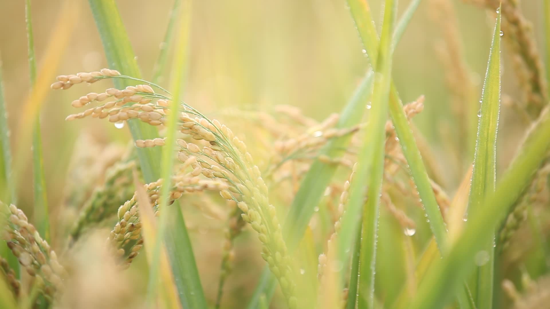 成熟水稻水稻收割视频的预览图