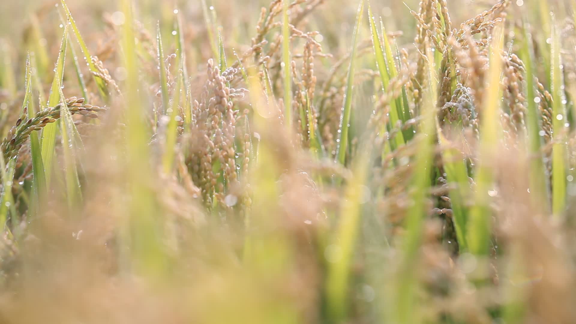 水稻特写农业大米水稻种植视频的预览图