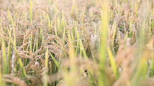 水稻特写农业大米水稻种植视频的预览图