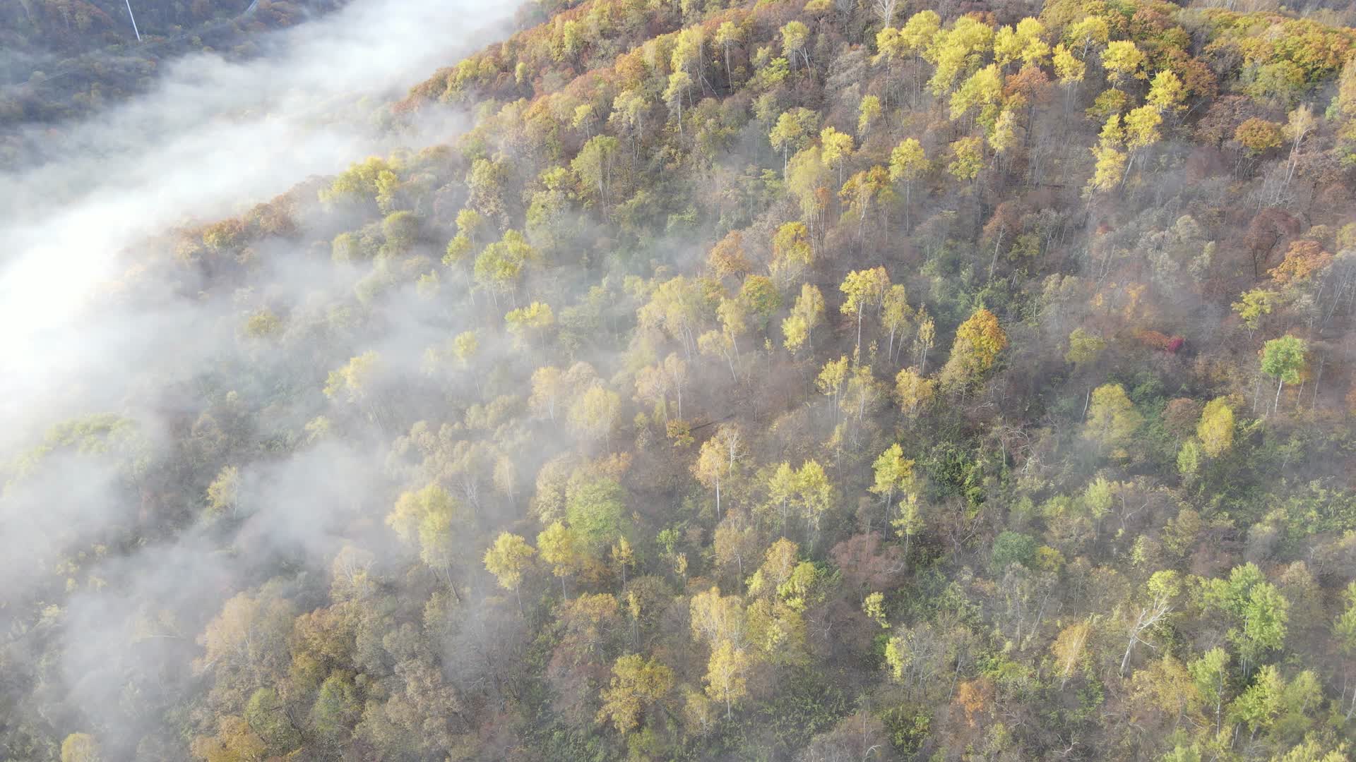 秋季五花山视频的预览图