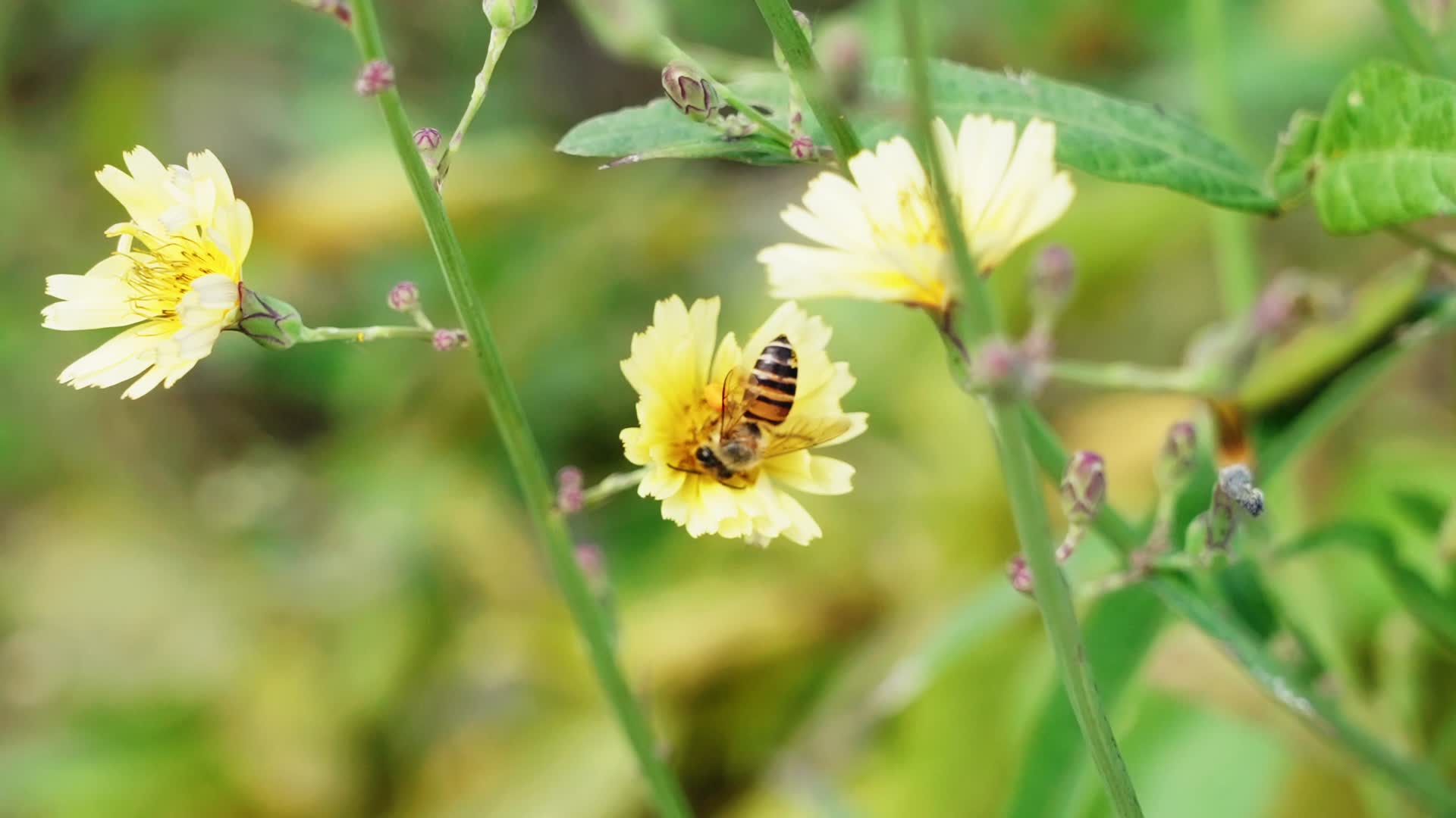 蜜蜂飞行慢动作翅膀缓慢拍打采蜜花朵视频的预览图