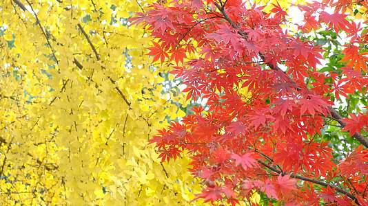 秋天的色彩视频的预览图