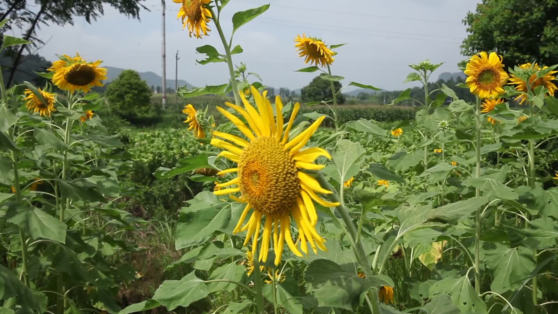 向日葵自然阳光写实视频的预览图