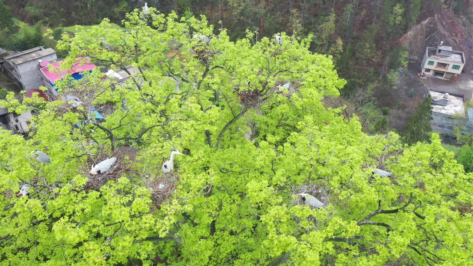 动物习性春季苍鹭繁衍后代集聚4K高清实拍1视频的预览图