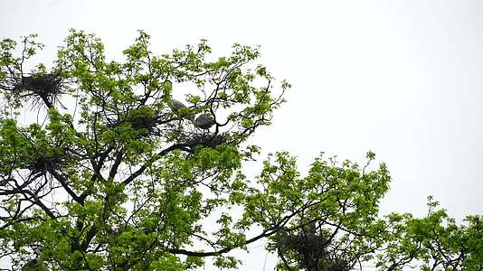 动物习性春季苍鹭繁衍后代集聚4K高清实拍21视频的预览图