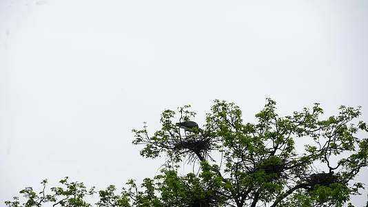 动物习性春季苍鹭繁衍后代集聚4K高清实拍22视频的预览图