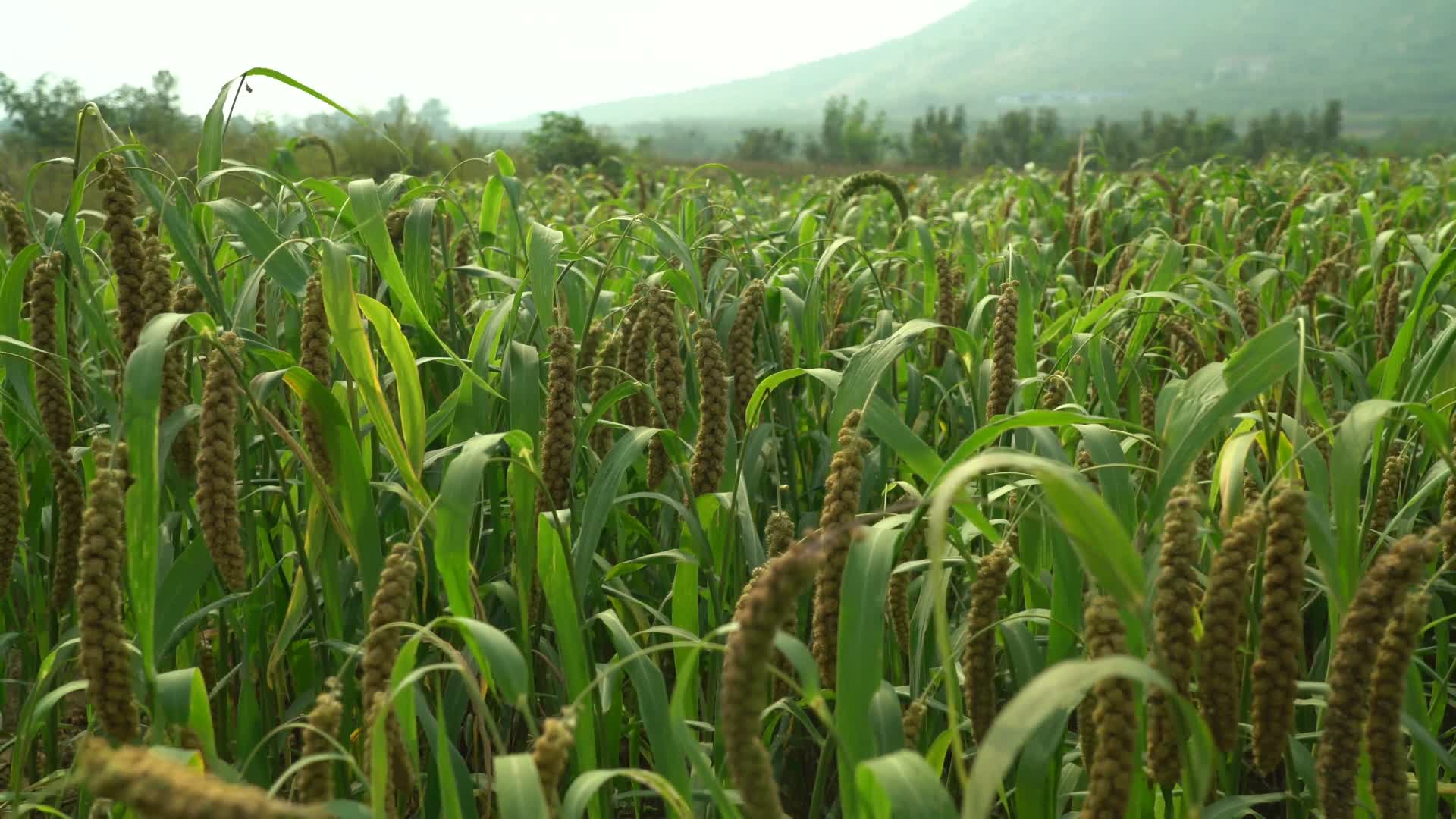 丰收沉甸甸的谷穗农业自然视频视频的预览图