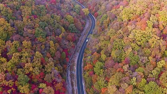 航拍唯美漫山遍野秋天枫树叶自然美景视频视频的预览图