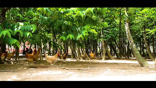 绿色天然养鸡场特色养殖视频视频的预览图
