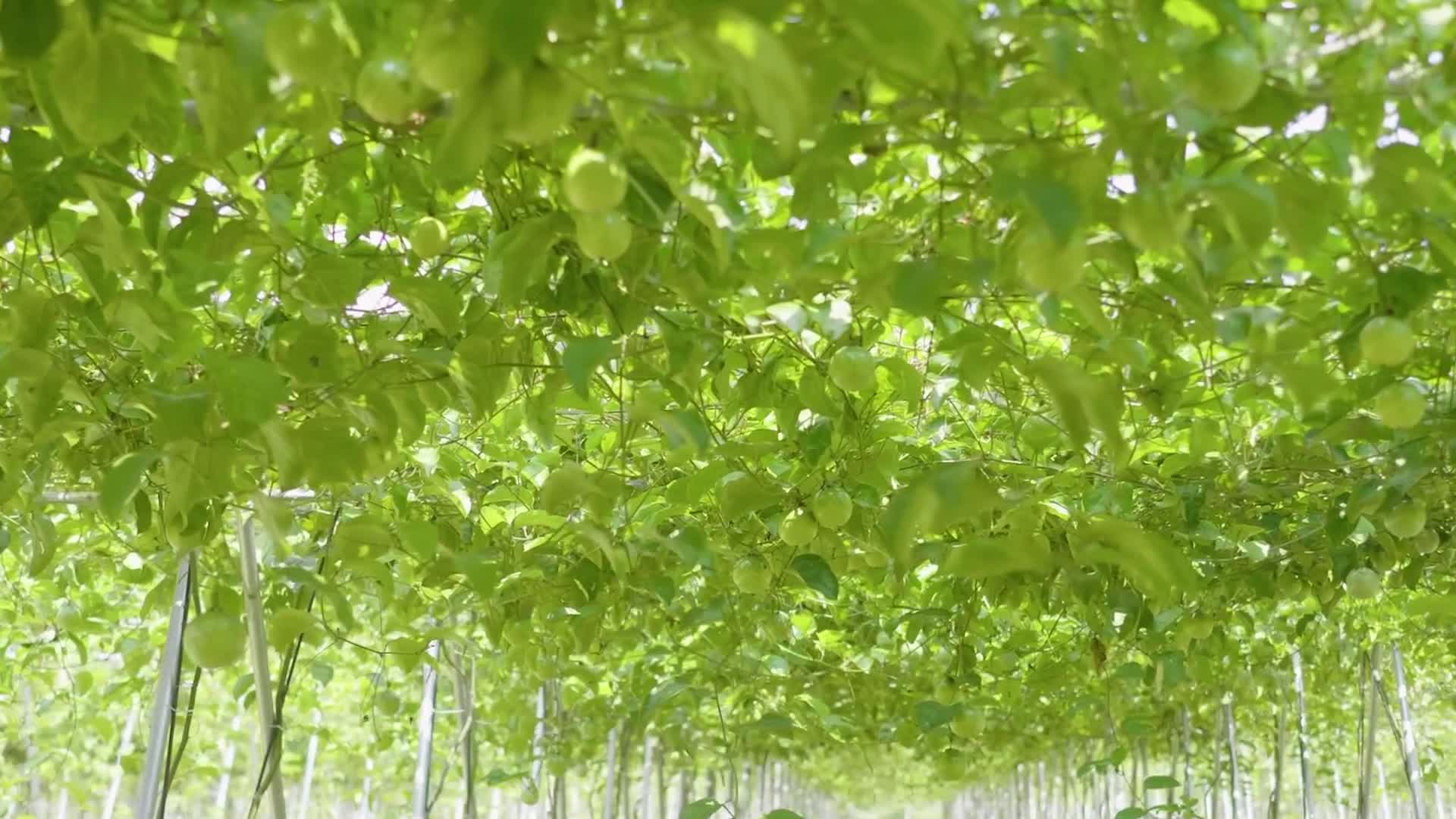 百香果果园水果特写展示农业经济发展视频视频的预览图