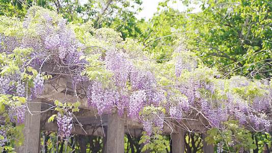 超高清紫藤花自然美景视频视频的预览图
